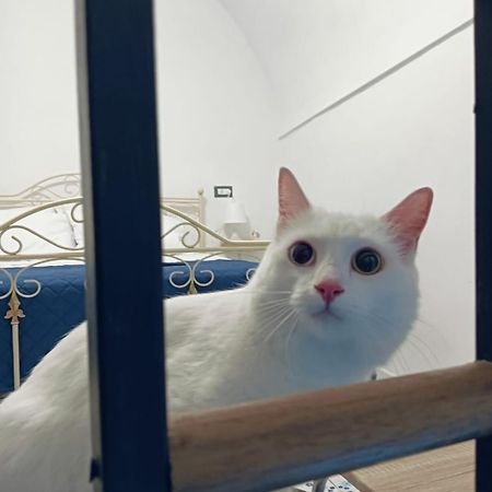 나폴리 The White Cat 빌라 외부 사진